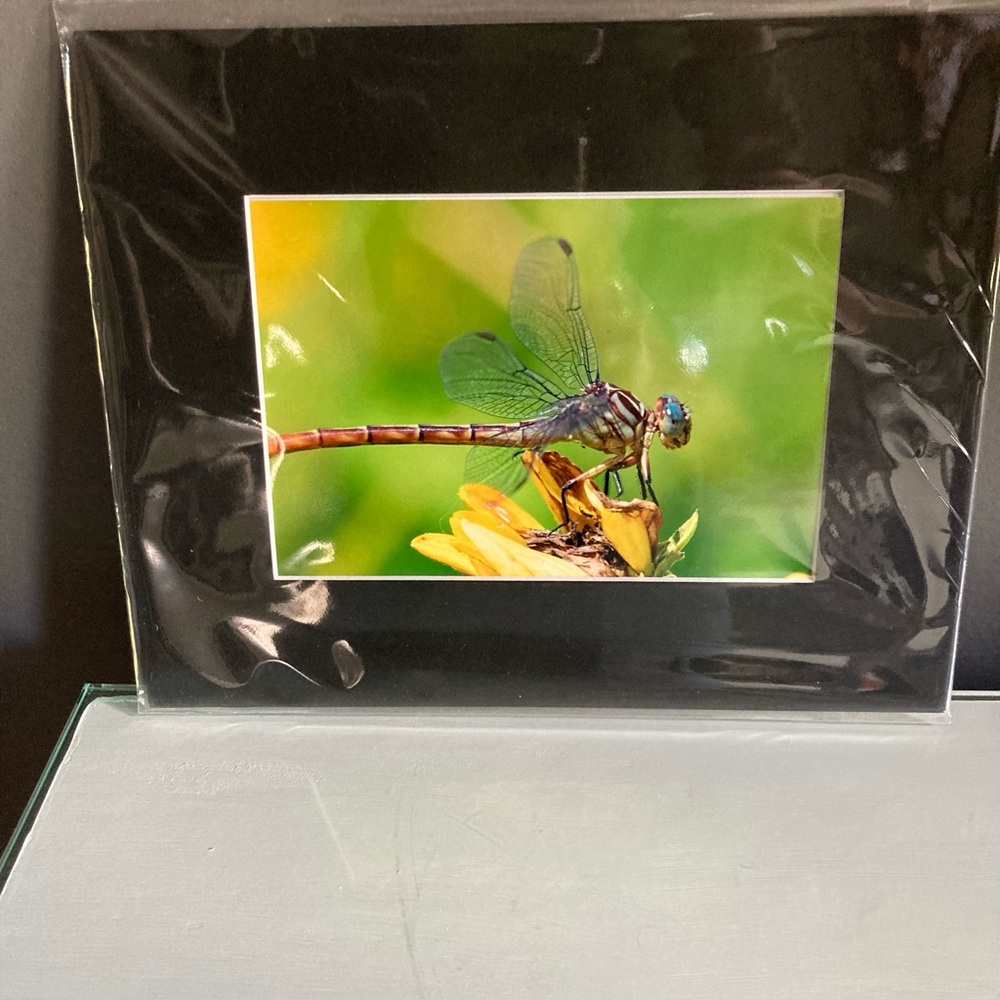 Dragonfly Art Photography Matted To Frame